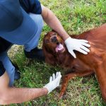 animal rescue lean six sigma